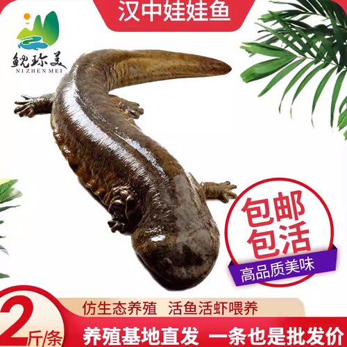 二斤每条汉中生态养殖鲜活娃娃鱼