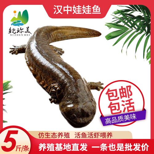 【五斤每条】汉中生态养殖鲜活娃娃鱼食用大鲵包邮包活