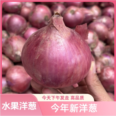 净重9斤红皮洋葱开封新鲜洋葱水果洋葱5斤新鲜蔬菜紫红皮洋葱圆葱