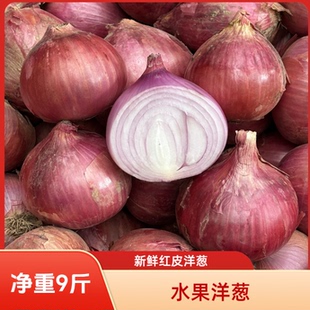 新鲜水果洋葱新鲜洋葱红皮洋葱河南洋葱云南洋葱元葱圆葱
