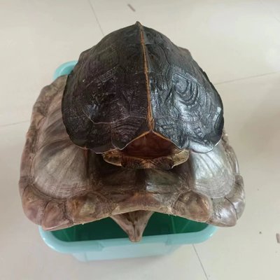 文玩手把件天然乌龟壳