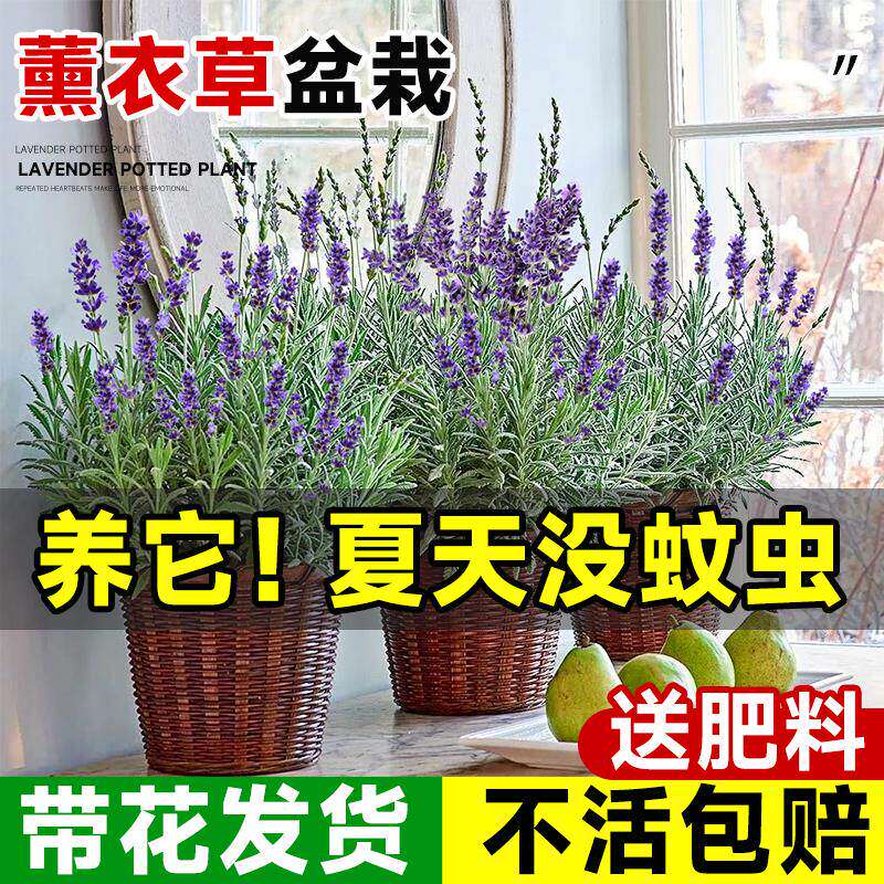 薰衣草盆栽带花苞花苗助室内阳台庭院花卉小绿植眠四季可种驱蚊草