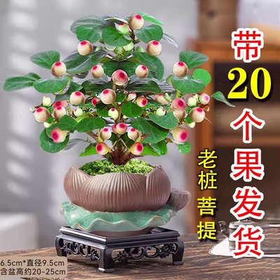 小盼菩提树盆栽绿植物四季观果