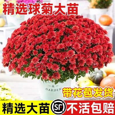 菊花盆栽带花苞大花苗九月千头菊