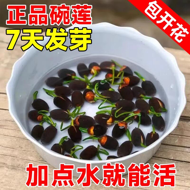碗莲水培植物室内花好养开花卉真正的碗莲种子籽四季荷花睡莲盆栽