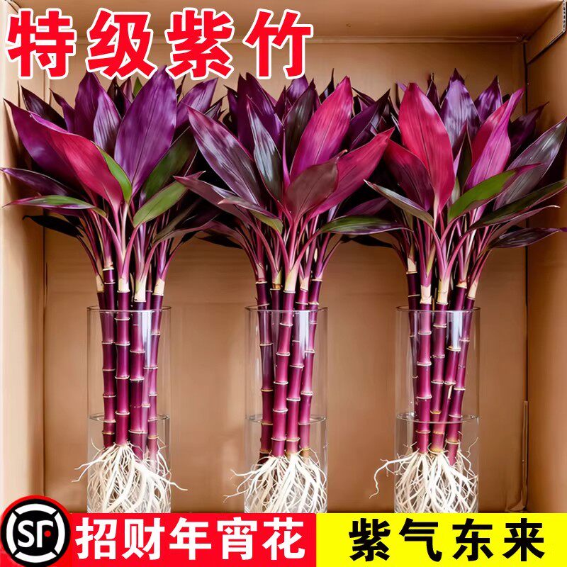 紫竹富贵竹水培绿植物盆栽客厅招财鸿运当头竹子办公室内花卉