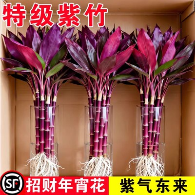 带根紫竹富贵竹水培绿盆栽招财
