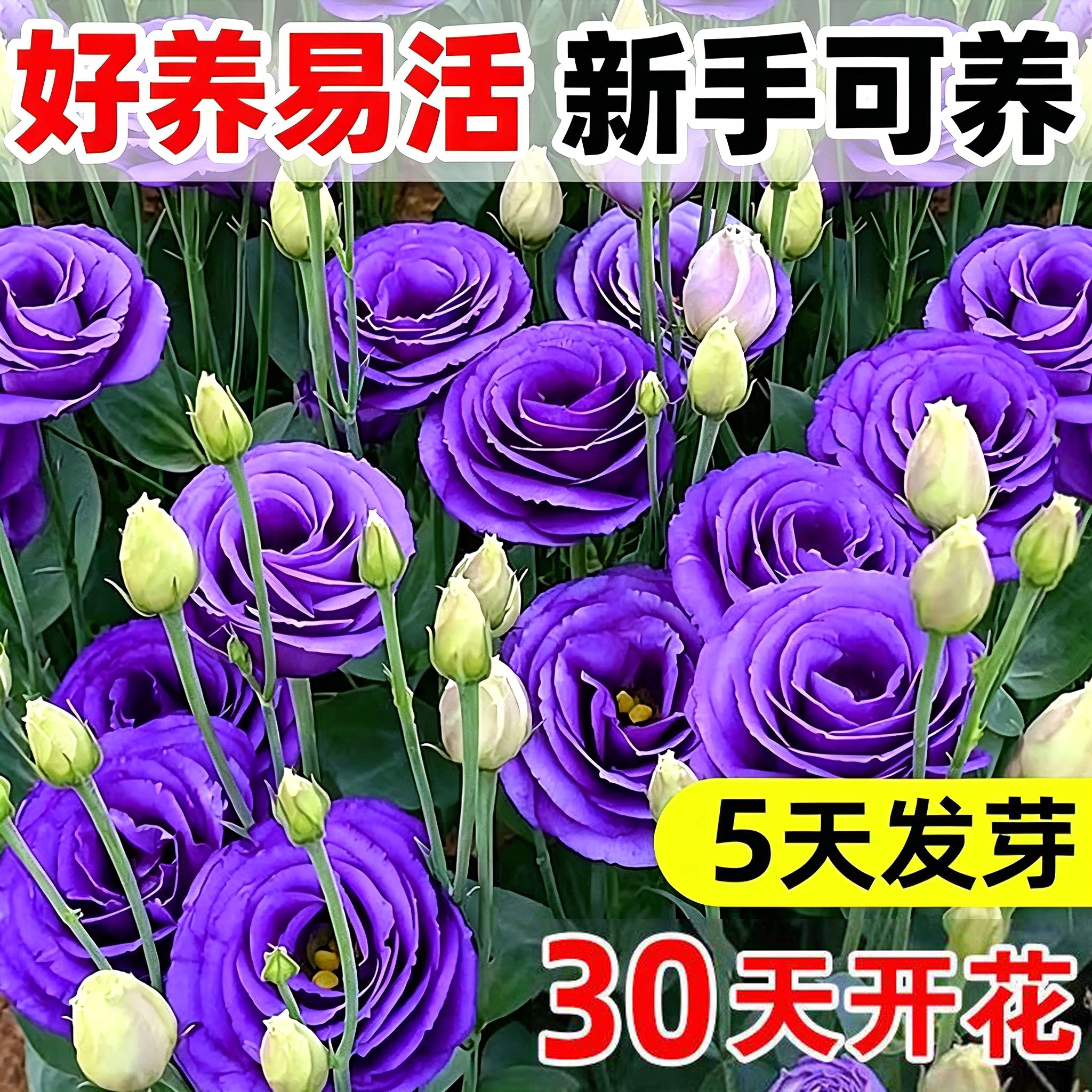 好养易活精品重瓣洋桔梗花种图片
