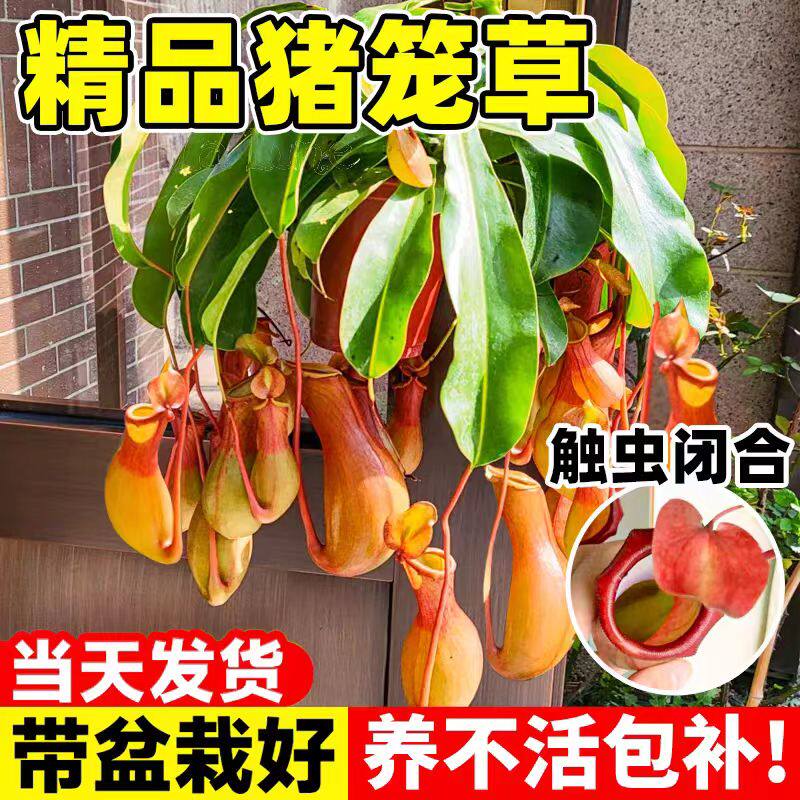 猪笼草盆栽捕蝇草食虫草食人花驱蚊虫超大猪笼草四季绿植趣味盆栽