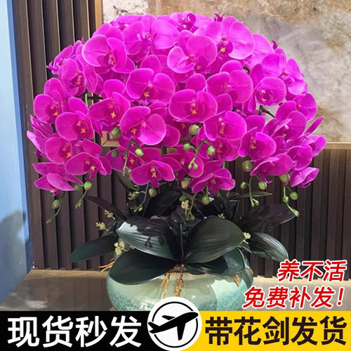 【满屋飘香】好养易活蝴蝶兰花苗