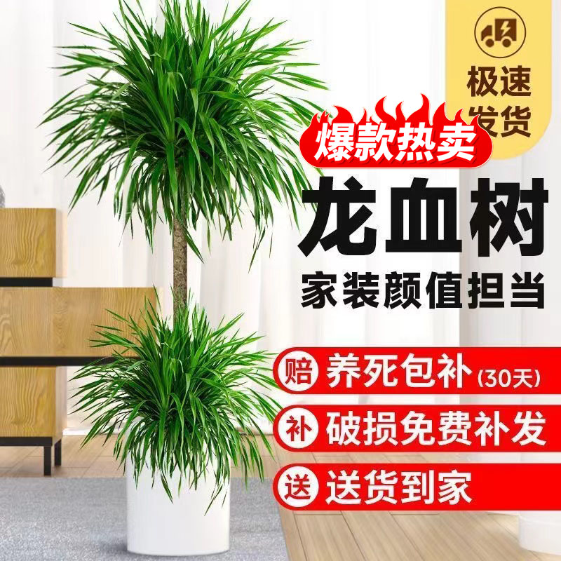 包成活龙血树大型客厅盆栽绿植