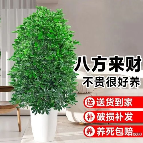 包成活鸭脚木八方来财大型盆栽