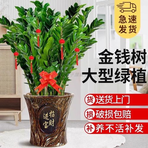 金钱树盆栽大型绿植开业乔迁送礼