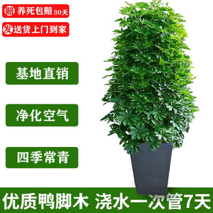 【包成活】鸭脚木客厅大型盆栽八方来财阳台绿植招财树苗净化空气