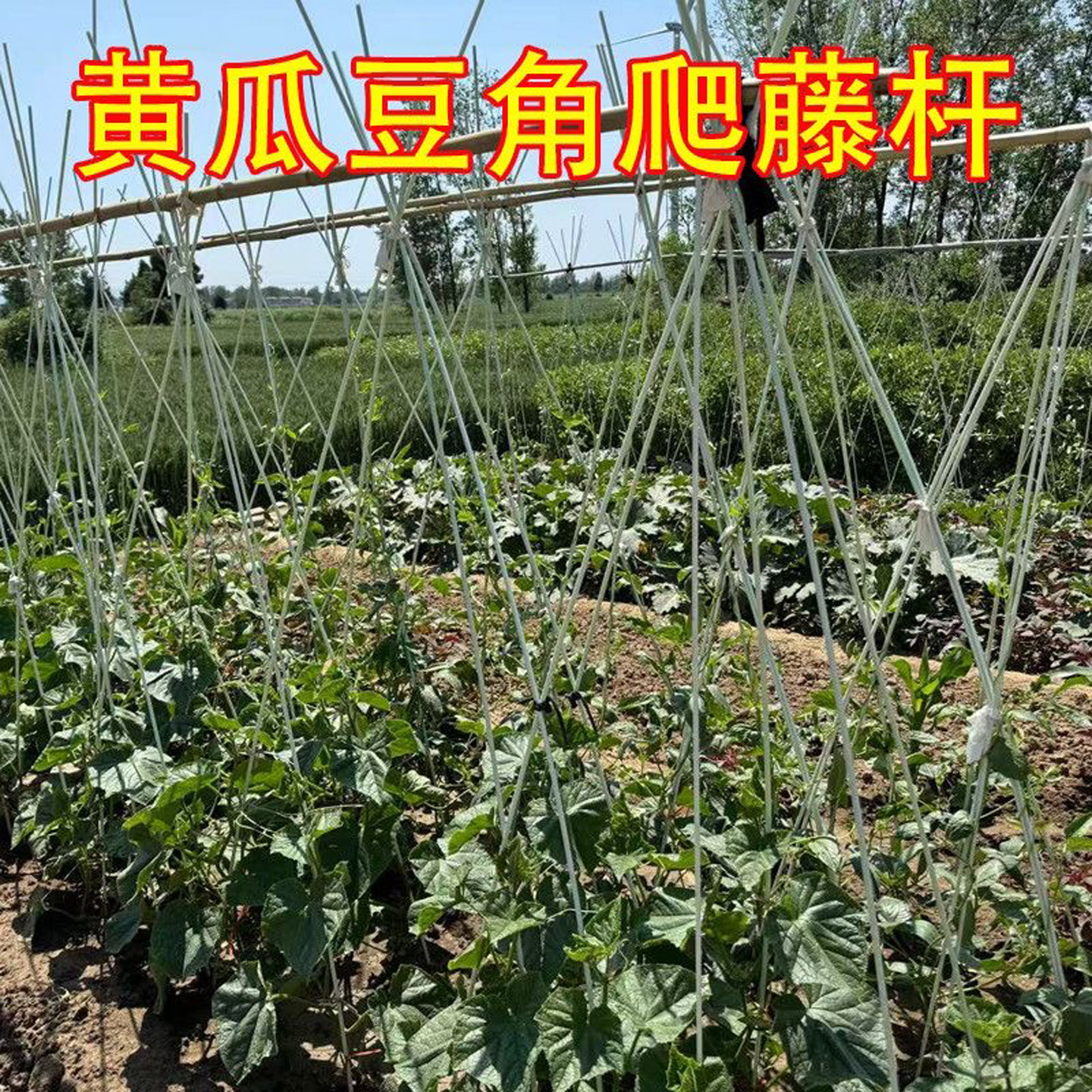 光滑不伤植株竹竿庭院菜园搭架