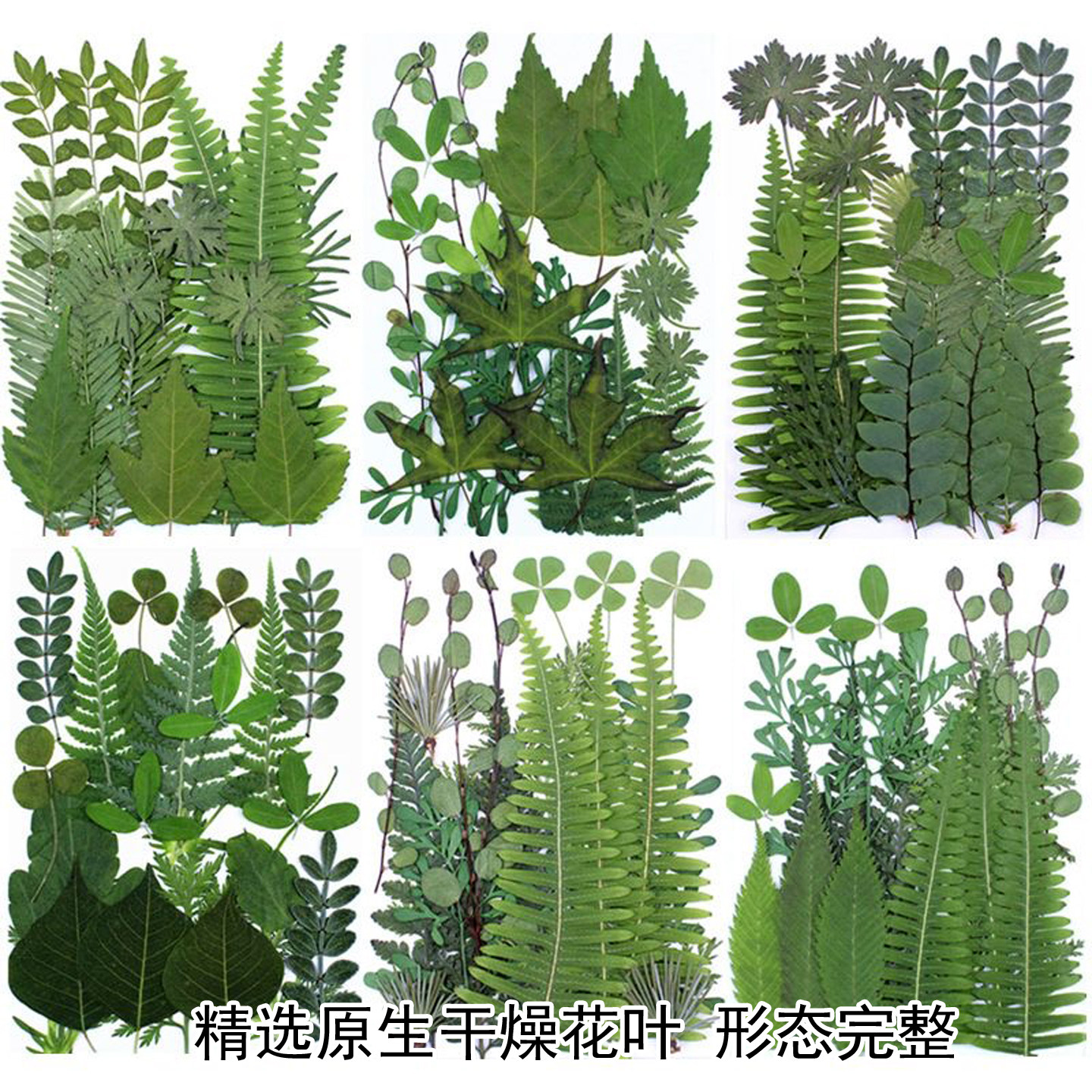 高颜值多形状干叶素材包