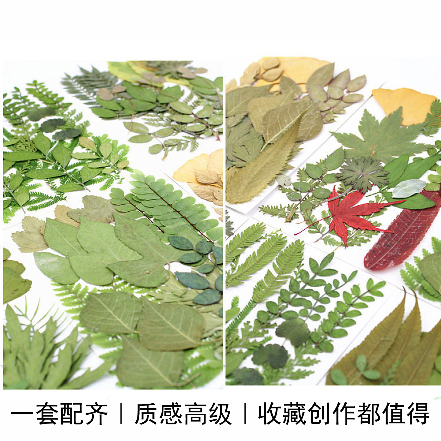 高颜绿叶混合叶片材料包拼贴画