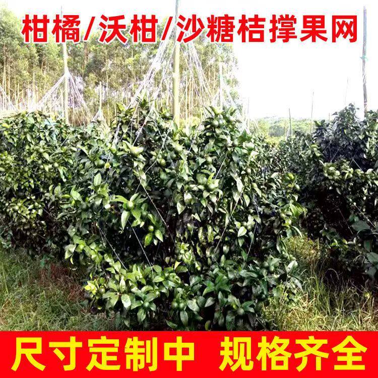 沃柑撑果网柑橘柑桔沙砂糖橘桔吊果树吊果网农用种植撑果网挂果网
