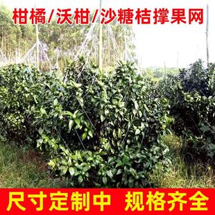沃柑撑果网柑橘柑桔沙砂糖橘桔吊果树吊果网农用种植撑果网挂果网