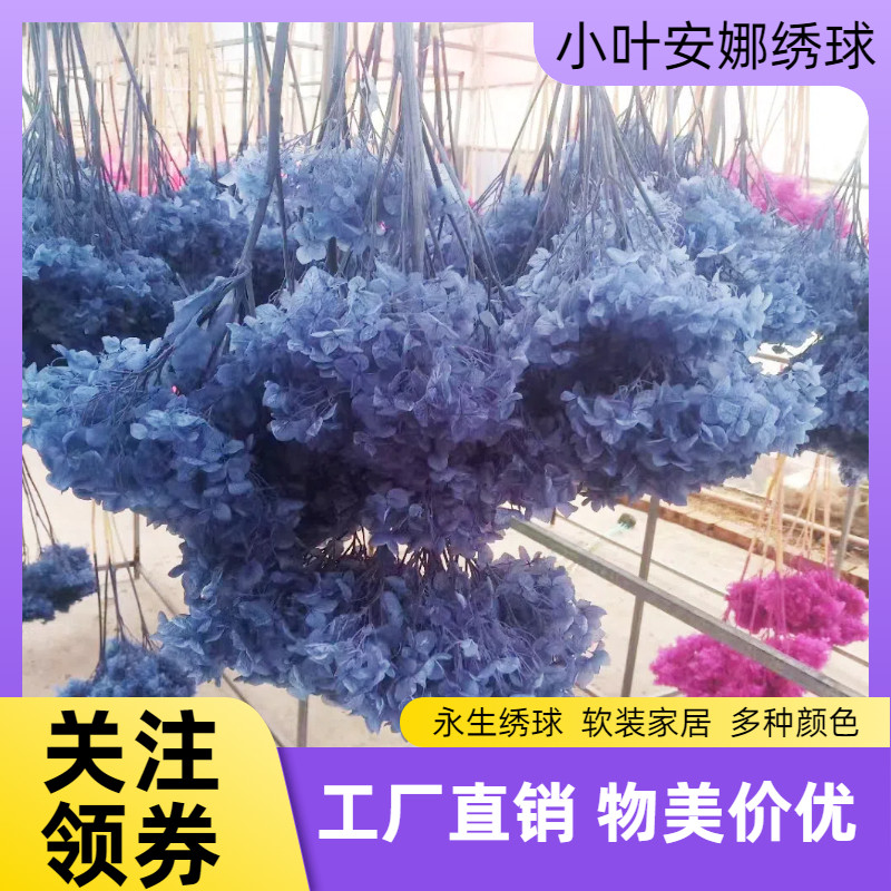 永生小叶安娜漂色单枝绣球 永生花diy装饰浮游花辅材云南工厂