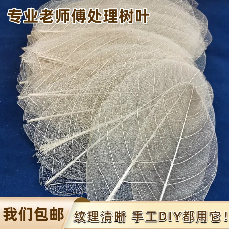 唯美天然玉兰叶脉书签树叶干花材料绘画叶络标本创意礼物diy手工