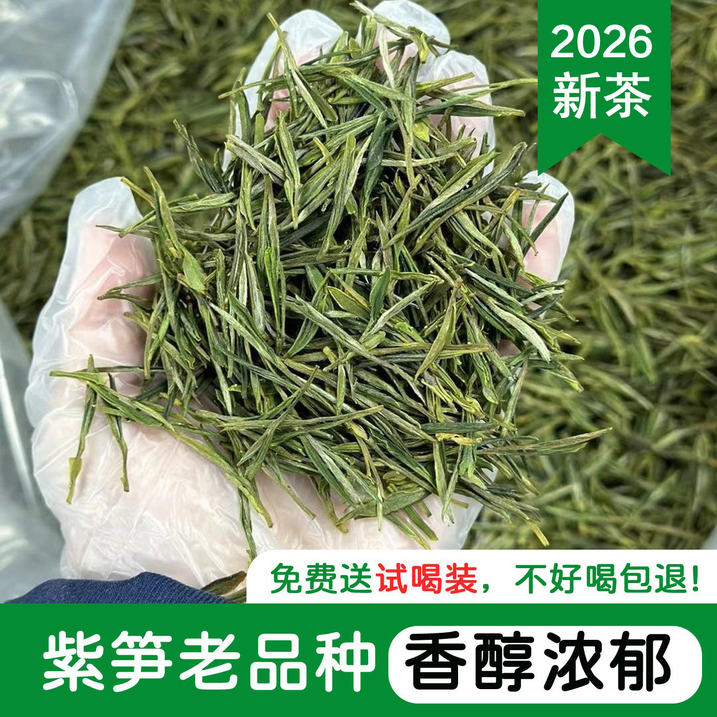 香浓好喝 老茶客爱喝的一级老品种紫笋茶长兴顾渚雨前老茶树茶叶