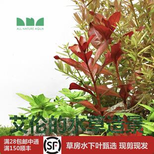 艾伦 后景草 水草造景 火焰丁香水下叶紫红丁香鲁宾叶底红很红