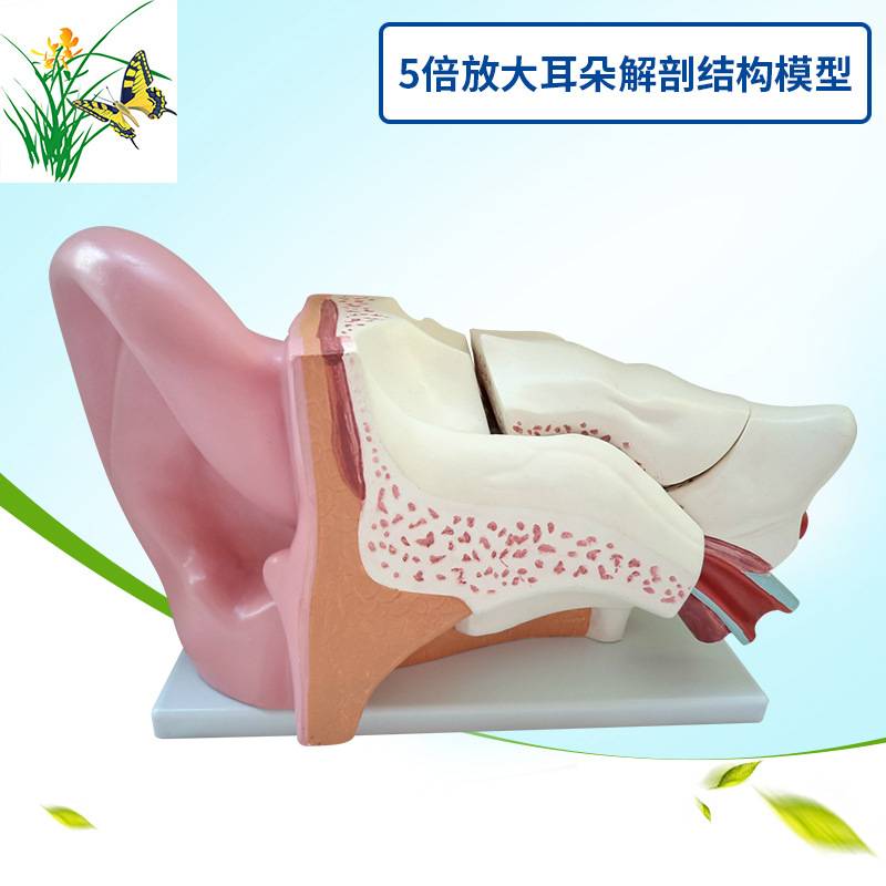 5倍放大耳朵解剖结构 内耳迷路模型耳鼻喉科 人体听觉系统模型