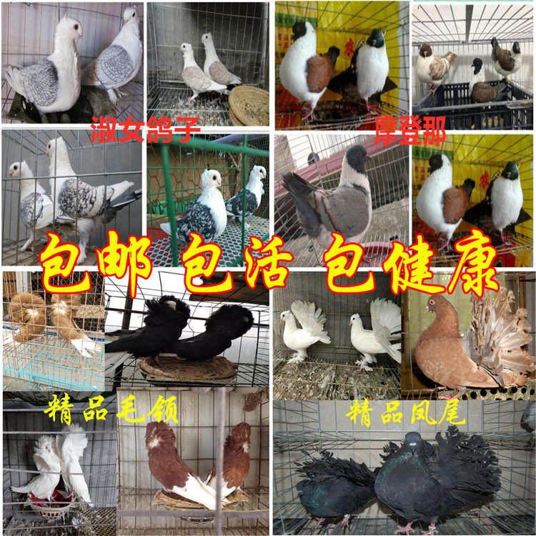 观赏鸽子活体元宝鸽一对淑女鸽子摩登那 两头乌 凤尾种鸽毛领包邮