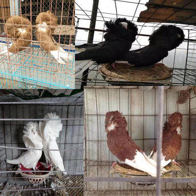 观赏鸽子,毛领鸽子,家养鸽子.信鸽.肉鸽,鸽子活体