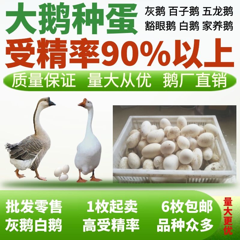 灰鹅鹅蛋雁鹅种鹅受精蛋正宗五龙豁眼百子鹅白鹅下蛋王种蛋可孵化