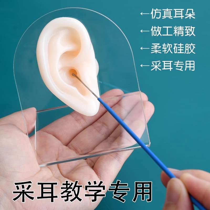 硅胶假耳朵仿真人耳膜模型展示教学培训长耳道采耳工具练习模具
