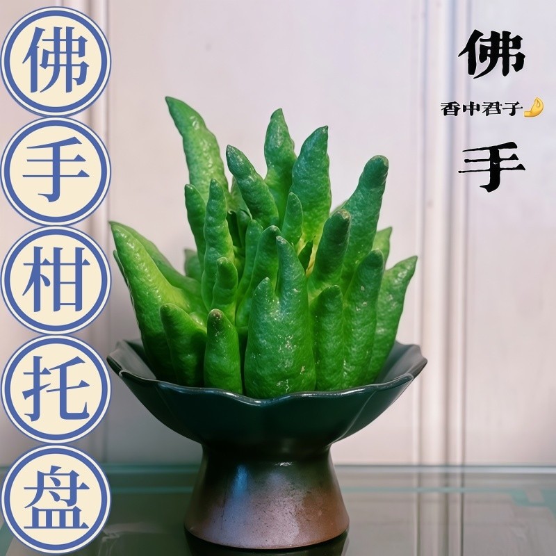 中式放佛手柑托盘陶瓷水培花瓶高颜值摆放佛手瓜专用观赏摆件器皿