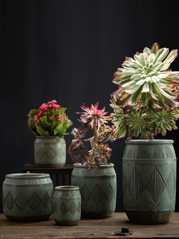 老庄金钱木多肉植物素材模板 老庄金钱木多肉植物图片下载 小麦优选