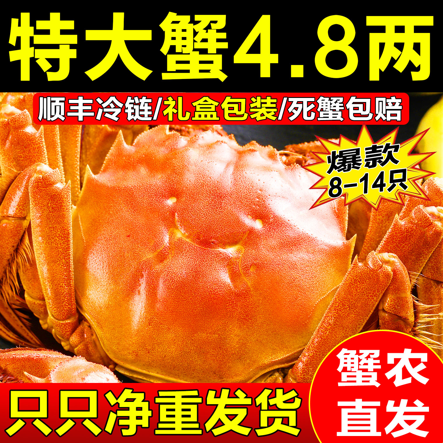 只只净重8/10/12只蟹农发没黄退
