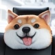 Smile Shiba Inu сингл