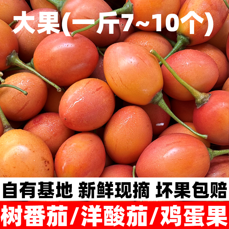 云南新鲜5斤大树番茄树酸茄洋酸茄新鲜鸡蛋果番茄缅茄傣味果包邮1