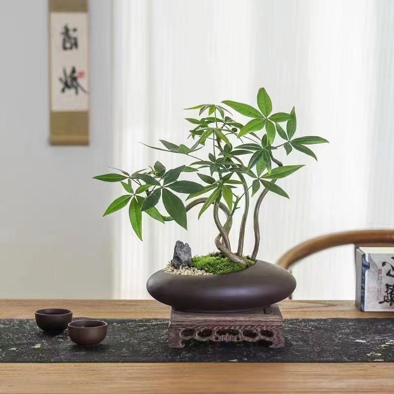 小盆栽办公桌植物茶几好养树中式禅意摆件造型