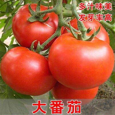 Big tomato seeds, super sweet red fruit, big tomato product