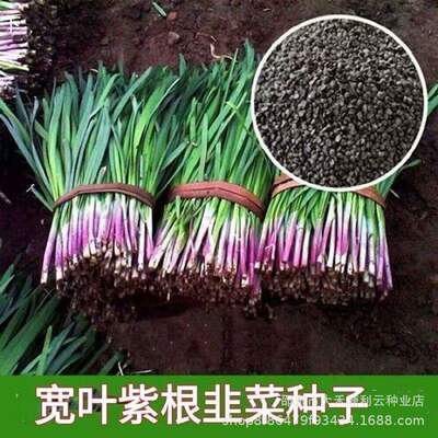 Purple root, red root, chive seeds, wide leaf chive seeds,