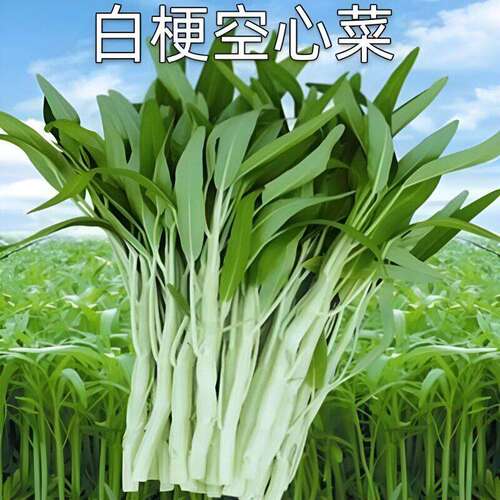 White stem hollow heart vegetable seeds, small willow leaf