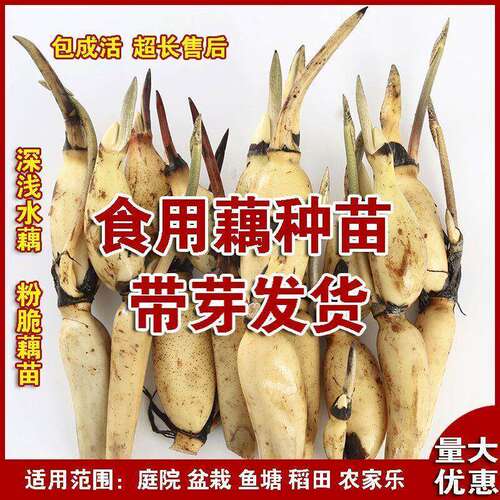 Edible lotus root, lotus seed, vegetable powder, crispy see