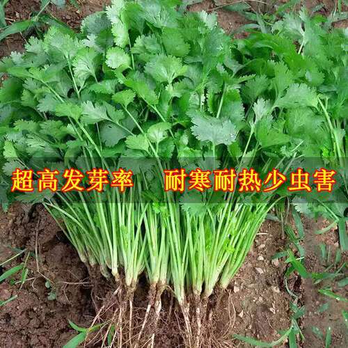 Farmhouse small leaf coriander seeds, potted vegetable seed