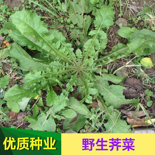 Pure wild shepherd's purse seeds, large leafed shepherd's p