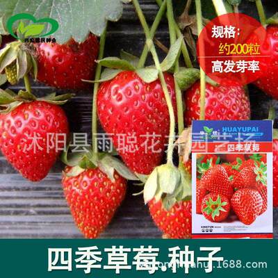Strawberry seeds sown in all seasons, indoor balcony potted
