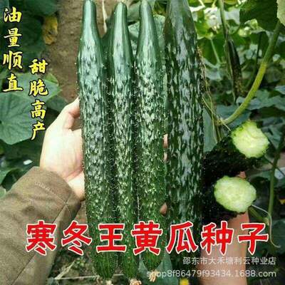 Winter King cucumber seeds crawl all over the ground, seeds