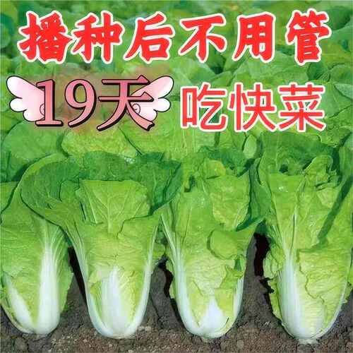 Cream fast vegetable seeds mature for 19 days, heat-resista