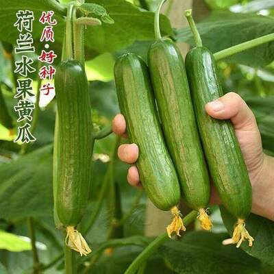 Lotus fruit, cucumber seeds, balcony, courtyard, potted pla