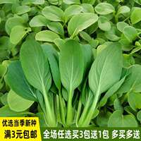 Vegetable seeds sown in all seasons, T-shirt potted plants,balconi3 thumbnail 3