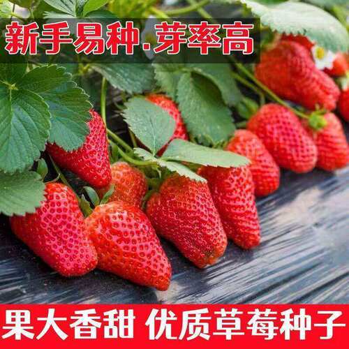 Four Seasons Red Strawberry Seeds Fruit Seeds White Strawbe